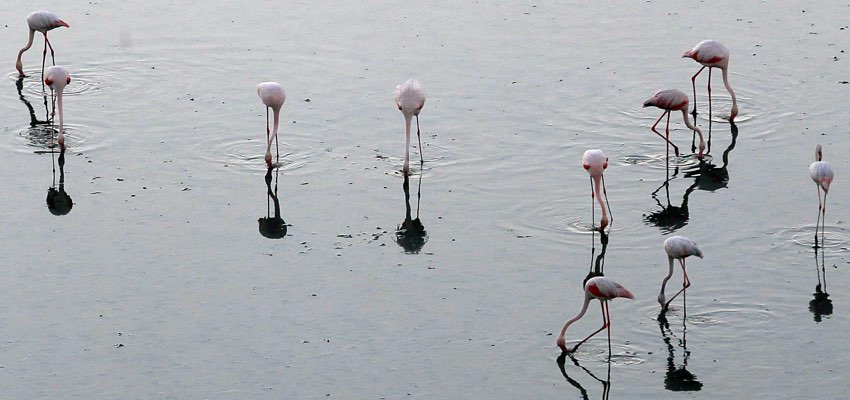Al Zorah Nature Reserve