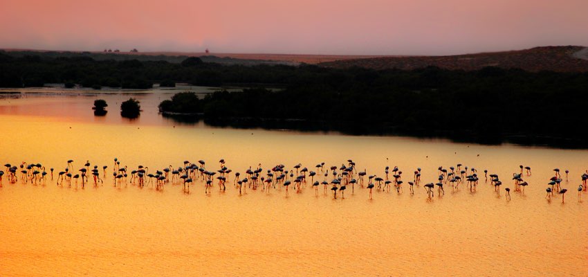 Al Zorah Nature Reserve