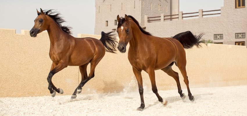 Ajman Stud