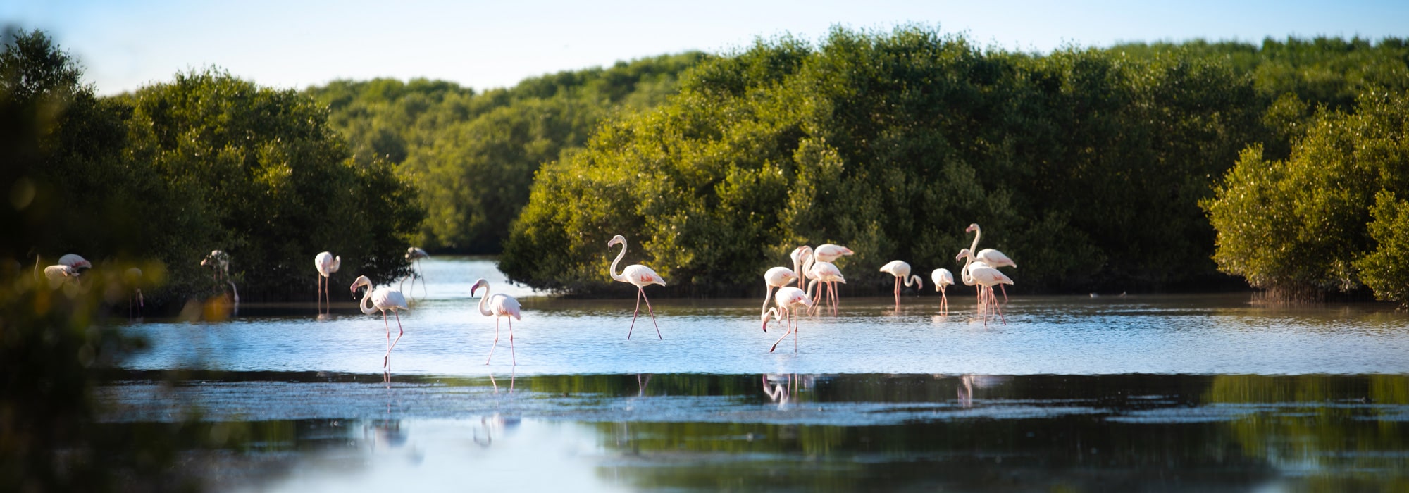 Al Zorah Nature Reserve