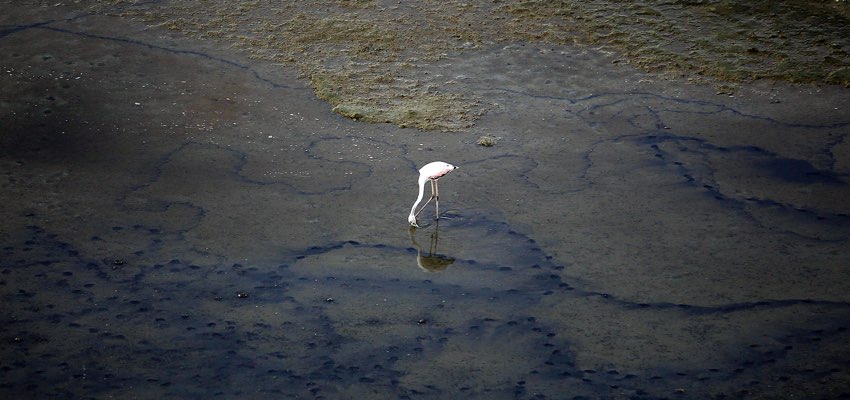 Al Zorah Nature Reserve