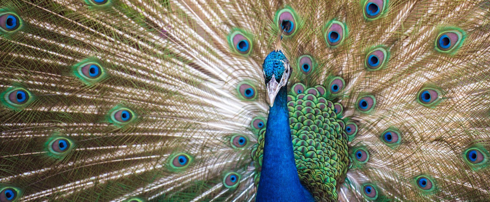 الطبيعة والحياة البرية