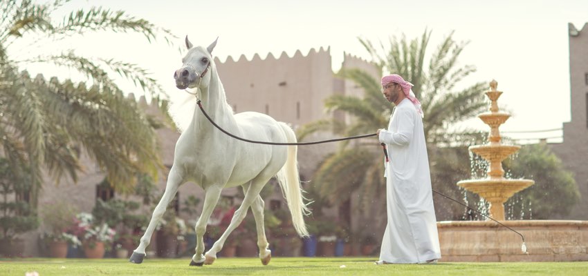 Ajman Stud