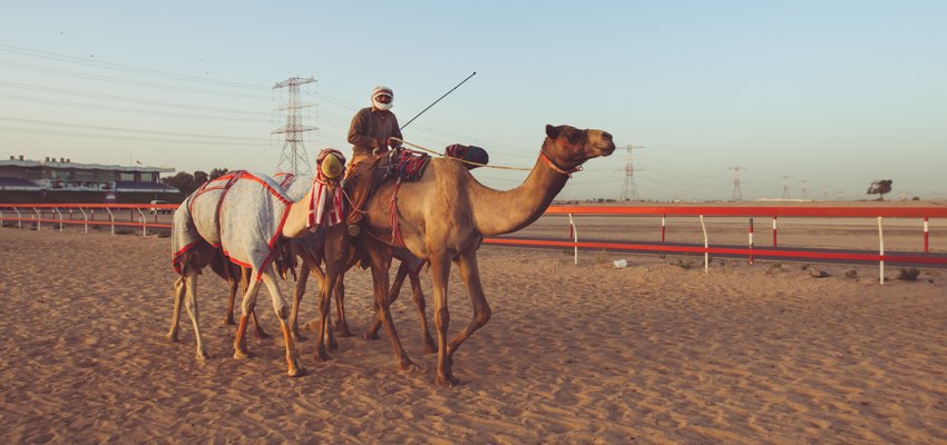 Al Tallah Camel Racecourse