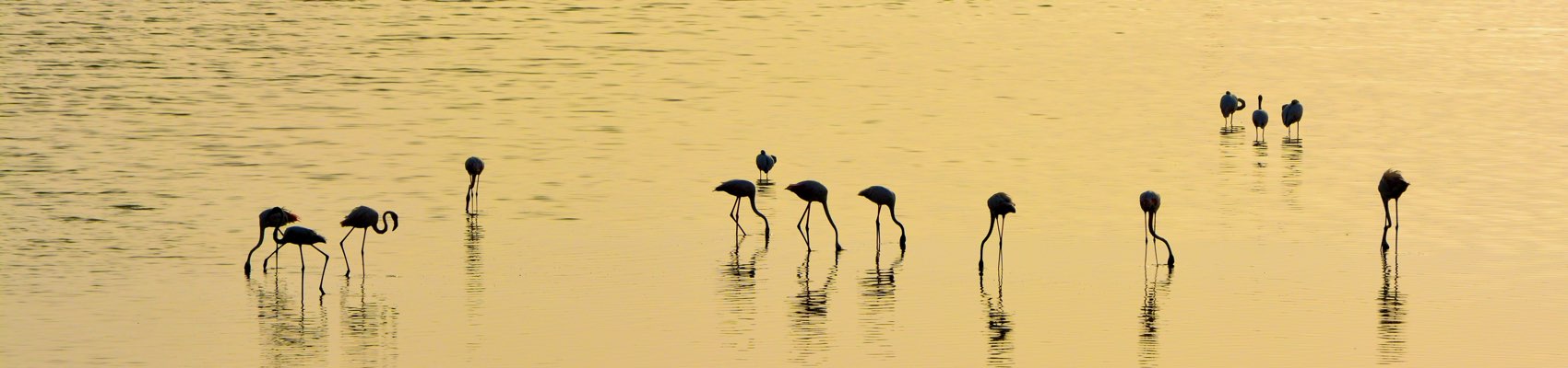 Al Zorah Nature Reserve